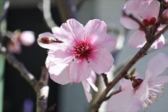 春 桜 桃 花 ピンク きれい