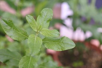 ハーブ セージ ミント 緑 チェリーセージ 花壇