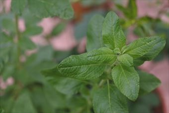 ハーブ チェリーセージ ミント 緑 セージ 花壇