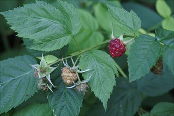 ラズベリー 実 赤 緑 実り 成る