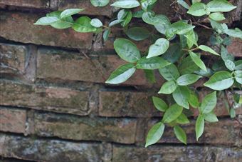 花壇 レンガ ハツユキカズラ 古い 歴史