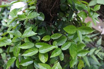 大木 蔦 絡まる 緑 ハツユキカズラ ツタ