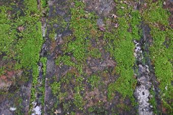 レンガ 苔 古い 歴史