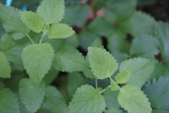 ハーブ レモンバーム ミント 緑