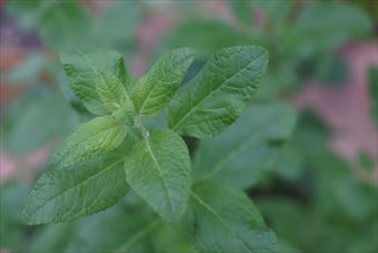 ハーブ チェリーセージ 緑