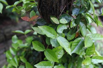 大木 緑 絡まる ハツユキカズラ