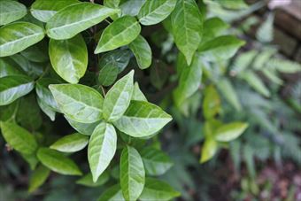 ハツユキカズラ 緑 ５月 新緑 イキイキ