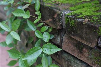 花壇 苔 蔦 絡まる ツタ 古い 歴史