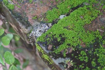 苔 レンガ 花壇 庭 古い 歴史