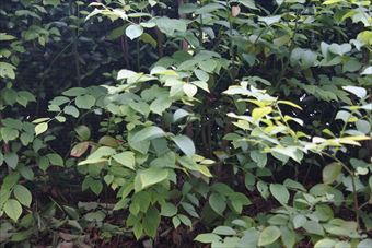 ブルーベリー 繁み 茂み 雑木林