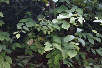 ブルーベリー 繁み 茂み 林