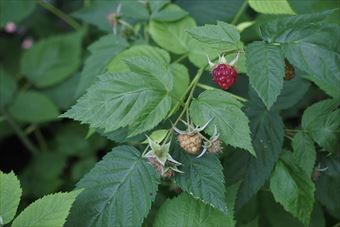 ラズベリー 実 赤 緑 茂み 繁み
