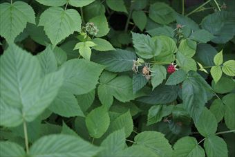 ラズベリー 赤 緑 実 茂み 繁み