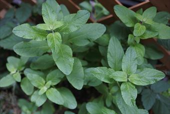 ハーブ チェリーセージ 緑 きれい たくさん