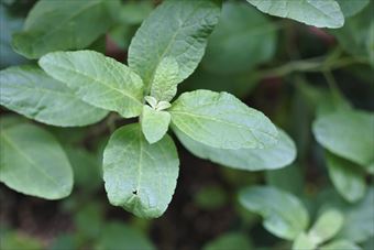 ハーブ チェリーセージ 新緑 きれい