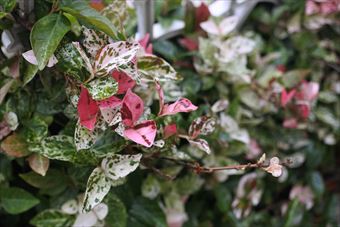 ハツユキハズラ 白 ピンク 緑 きれい フェンス 目隠し かわいい 春