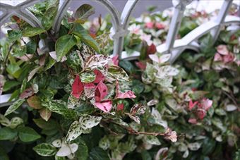 ハツユキハズラ フェンス 目隠し かわいい 春  白 ピンク 緑 きれい