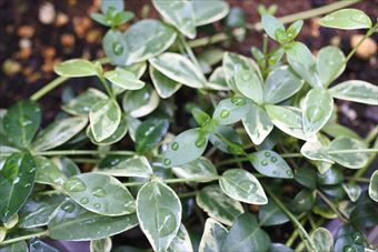 雨上がり 緑 白 葉 梅雨 雨粒 ニチニチソウ