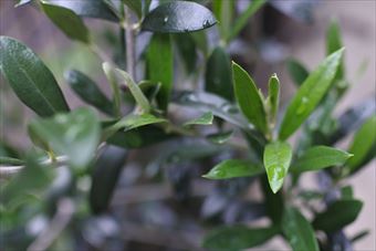 オリーブ 葉 雨 緑 梅雨