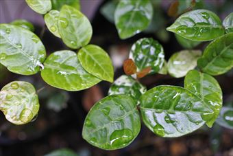 葉 雨 ツヤツヤ 緑 白 梅雨 雨粒 ハツユキカズラ