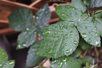 葉 梅雨 緑 雨 雨粒 ブラックベリー