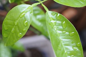 雨 葉 みかんの木 緑 梅雨