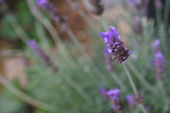 ラベンダー 紫 可憐 花 かわいい 満開