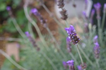 ラベンダー 紫 花 かわいい 可憐 満開