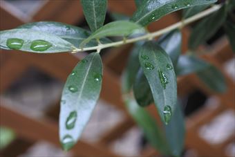 オリーブ 雨 葉 緑 梅雨