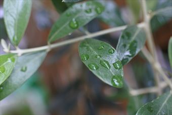 雨 葉 オリーブ 緑 梅雨