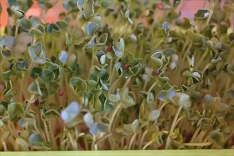 水耕栽培 スプラウト 発芽 生長 カイワレ大根 野菜