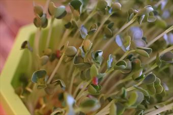 スプラウト 水耕栽培 発芽 生長 カイワレ大根