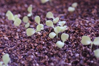 ガーデニング 種まき 発芽 家庭菜園 かわいい 小さい