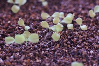 種まき 双葉 家庭菜園  発芽 ガーデニング