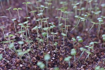 家庭菜園 種まき 発芽 ガーデニング