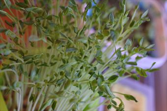 発芽 家庭菜園 水耕栽培 スプラウト 豆苗