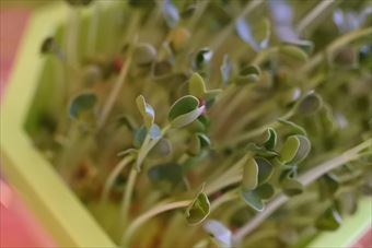 芽 スプラウト かいわれ大根