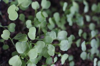 ガーデニング 発芽 種まき かわいい 出揃う たくさん 家庭菜園