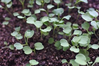 種まき 家庭菜園 ガーデニング 発芽 かわいい 双葉