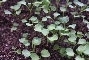 発芽 双葉 家庭菜園 ガーデニング かわいい 種まき