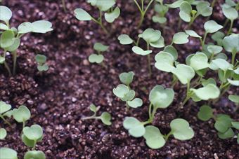 芽 双葉 家庭菜園 ガーデニング かわいい 種まき