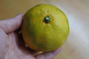 ミカン 果物 冬 黄色 手のひら 乗せる 