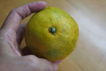 ミカン 果物 手 冬 持つ 黄色