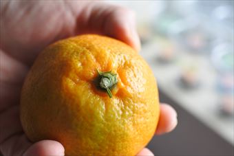 みかん もぎたて 黄色