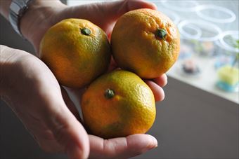 みかん 取りたて 手のひら たくさん 黄色