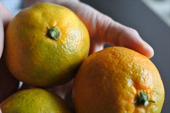 みかん 取りたて 手のひら たくさん 黄色