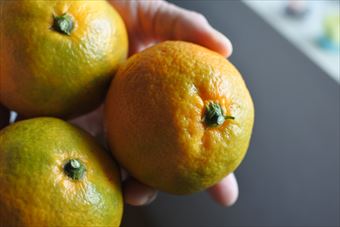 みかん 取りたて 手のひら たくさん 黄色