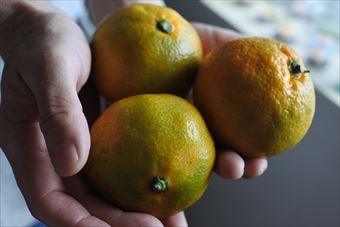 みかん 取りたて たくさん 手のひら 黄色