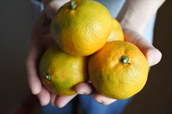 みかん もぎたて たくさん 手のひら 黄色