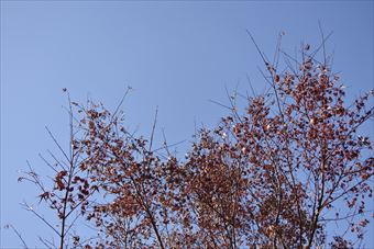 紅葉 空 晴れ 木